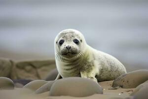 ai generado puerto sello cachorro. ai generado foto