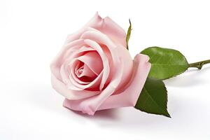 AI generated Pink rose isolated on white background. AI Generated photo