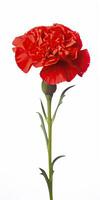 AI generated Red Carnation isolated on white background. AI Generated photo