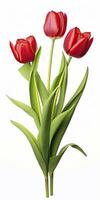 AI generated Red tulips isolated on white background. AI Generated photo