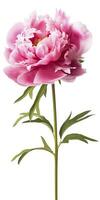 AI generated Peony isolated on white background. AI Generated photo