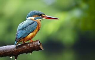 AI generated The common kingfisher wetlands bird colored feathers from different birds. Generative AI photo