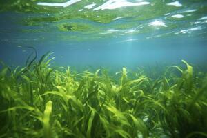 AI generated Underwater view of a group of seabed with green seagrass. AI Generated photo