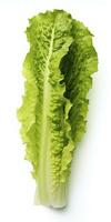 AI generated Lettuce isolated on white background. AI Generated photo