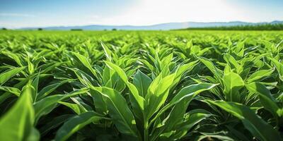 AI generated Field of vibrant green biofuel crops. AI Generated. photo