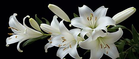 AI generated White lily flowers on black background. AI Generated photo