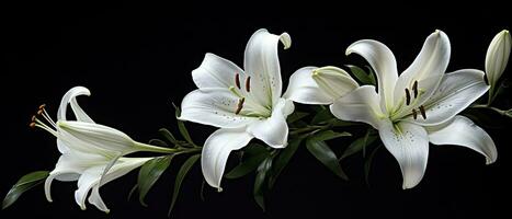 AI generated White lily flowers on black background. AI Generated photo