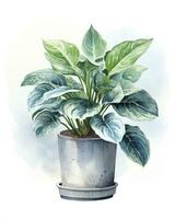 AI generated Watercolor potted houseplant isolated on white background. AI Generated photo