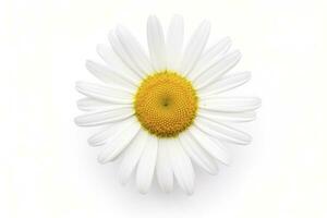 AI generated Common daisy isolated on white background. AI Generated photo