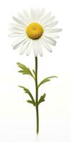 AI generated Common daisy isolated on white background. AI Generated photo