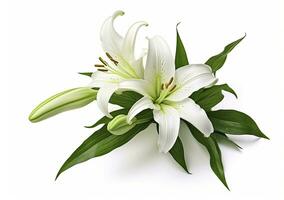 AI generated Beautiful fresh lily flower with green leaves, isolated on white background. AI Generated photo