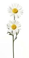 AI generated Common daisy isolated on white background. AI Generated photo