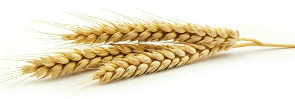 AI generated Wheat ears isolated on white background. AI Generated. photo