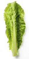 AI generated Lettuce isolated on white background. AI Generated photo