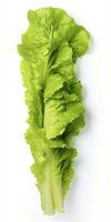 AI generated Lettuce isolated on white background. AI Generated photo