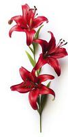 AI generated Red Lilies isolated on white background. AI Generated photo