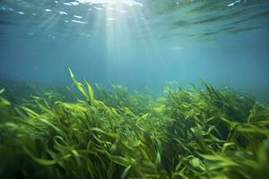 AI generated Underwater view of a group of seabed with green seagrass. AI Generated photo