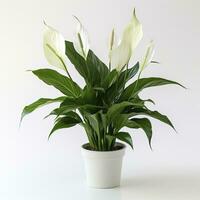 AI generated Peace Lily on a plain white background. AI Generated photo