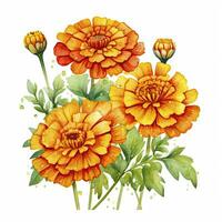 AI generated Watercolor autumn marigold flowers with raindrops on white background. AI Generated photo