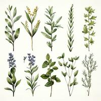 AI generated Collection of watercolor herbs clipart on white background. AI Generated photo