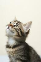 AI generated Playful funny kitten looking up isolated on a white background. AI Generated photo