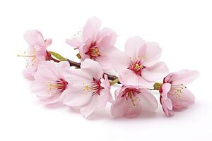 AI generated Sakura flowers isolated on white background. AI Generated photo