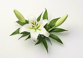 AI generated Beautiful fresh lily flower with green leaves, isolated on white background. AI Generated photo