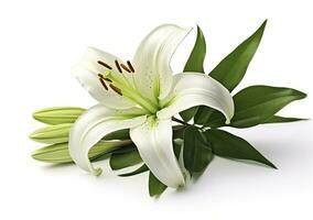 AI generated Beautiful fresh lily flower with green leaves, isolated on white background. AI Generated photo