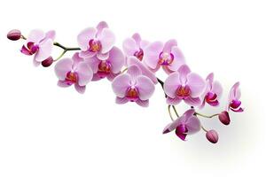 AI generated Pink Orchid isolated on white background. AI Generated photo