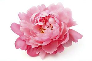 AI generated Peony isolated on white background. AI Generated photo