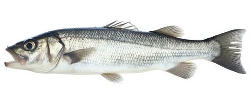 AI generated One fresh sea bass fish isolated on white background. AI Generated. photo