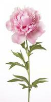 AI generated Peony isolated on white background. AI Generated photo