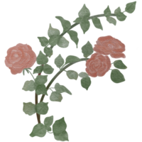 Beautiful pink climbing rose watercolor style. png