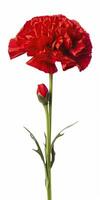 AI generated Red Carnation isolated on white background. AI Generated photo