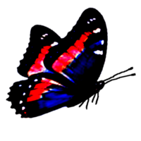 icon of butterfly png