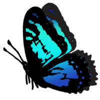 Symbol von Schmetterling png