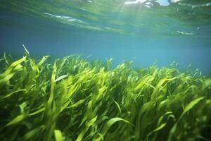 AI generated Underwater view of a group of seabed with green seagrass. AI Generated photo