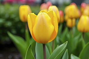 ai generado amarillo tulipán en el jardín. ai generado foto