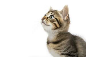 AI generated Playful funny kitten looking up isolated on a white background. AI Generated photo