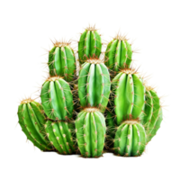 AI generated cactus on transparent background PNG image