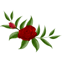 acuarela rojo Rosa florecer png