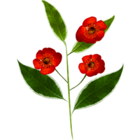 vattenfärg blomma transparent bakgrund png