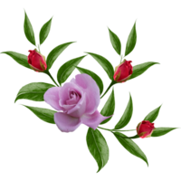 Pink flowers. Rose, buds and leaves. Set of elements, roses greeting card watercolor png