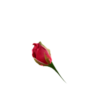 rose rouge isolé png