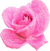 pink rose flower on transparent background png