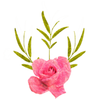 pink rose flower on transparent background png