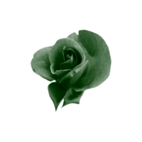 green rose isolated png