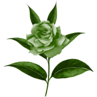 Green rose flower png