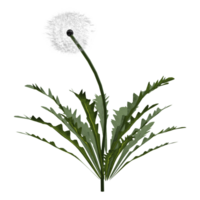 pissenlit fleur taraxacum png