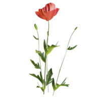 Lilie Blume rot png